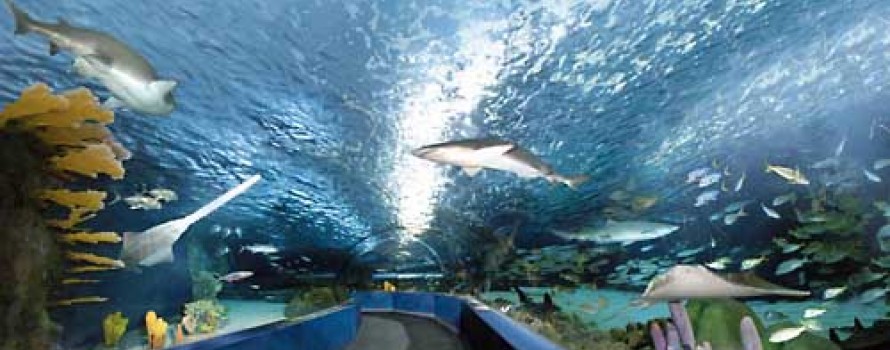 Ripleys Aquarium